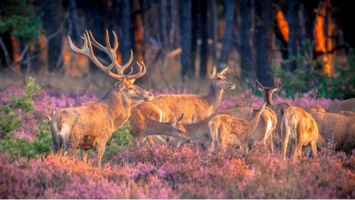 Sfeervol Chalet Op De Veluwe Пюттен Экстерьер фото